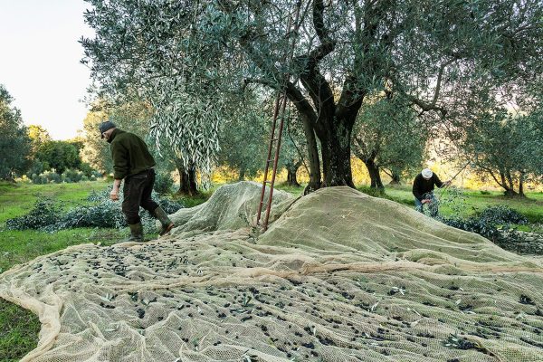 γεωργία, κτηνοτροφία