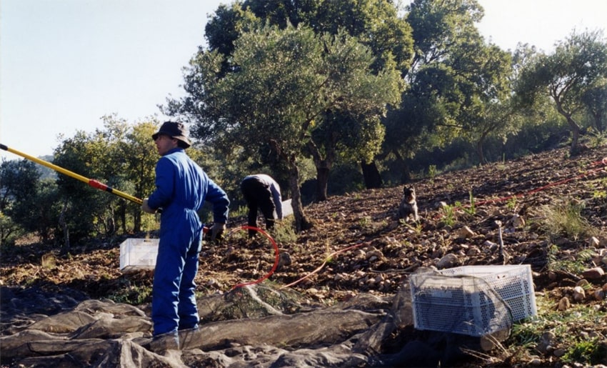 10.500 ευρώ πρόστιμο σε αγρότη για απασχόληση μετανάστη χωρίς άδεια παραμονής